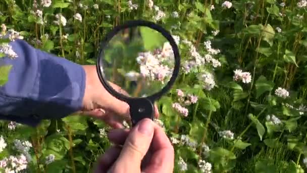 Agronom rolnik szuka gryka rośliny warunek w pole z Lupa powiększająca — Wideo stockowe