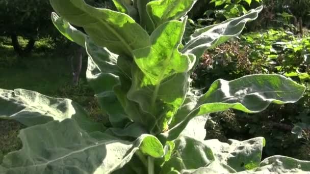 Blommande stor kungsljus-Verbascum densiflorum i trädgården — Stockvideo