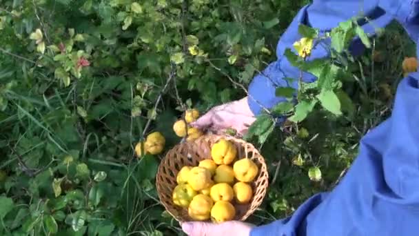 Harvesting ripe quince (Chaenomeles) fruits in autumn garden — Stock Video