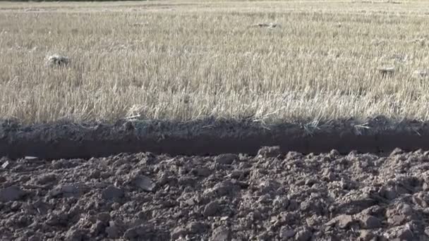 Campo de cultivo con rastrojo de trigo después de la cosecha y arado cultivado — Vídeos de Stock