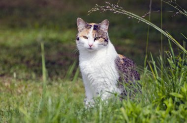 Yaz Bahçe çim de genç kedi