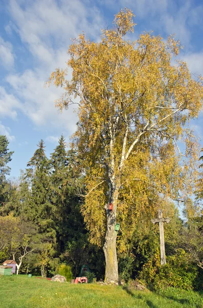 Viejo gran abedul de otoño en la granja — Foto de Stock