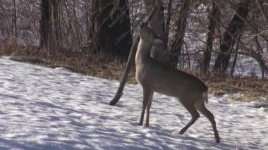 Karaca (Capreolus capreolus) yeme elma dalı tomurcukları kış eski Bahçe