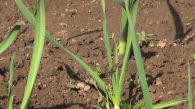 Bahar bahçe yeşil sarımsak filizi