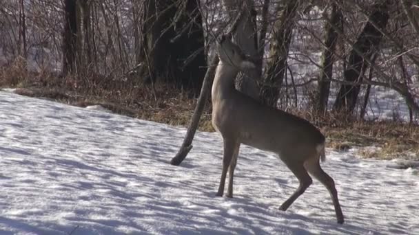 Олень (Capreolus capreolus) ест яблочные ветви в зимнем старом саду — стоковое видео