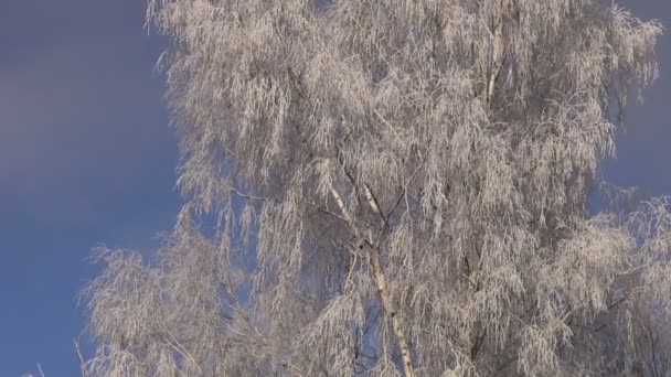 Güzel yeni yıl Noel sefer kış hoarfrost huş ağacı üzerinde — Stok video