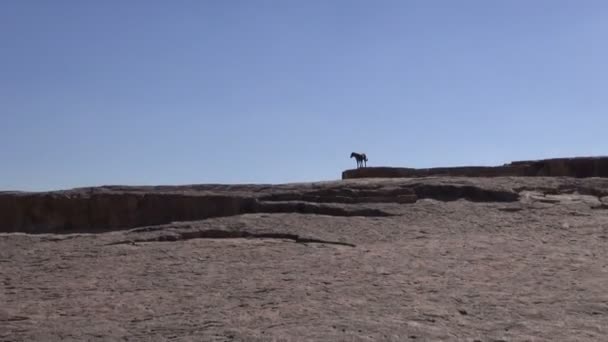Eenzame zwarte hond silhouet op bergen rots, India — Stockvideo