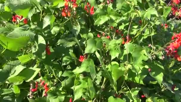 Flores de judías de verano en el jardín de la granja — Vídeo de stock