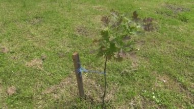 Genç meşe ağacı ve Rüzgar