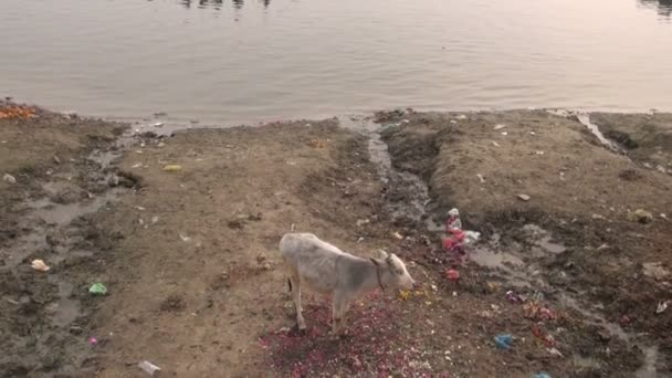 Vaca joven sagrada en la costa contaminada del Ganges y barcos en Varanasi, India — Vídeo de stock