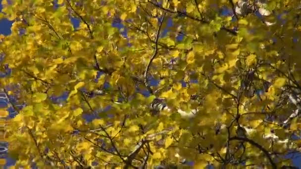 Automne chute tremble branche avec des feuilles dorées et le vent nature fond — Video