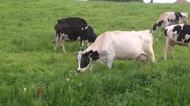 Vacas pastando en prados agrícolas en verano — Vídeo de stock