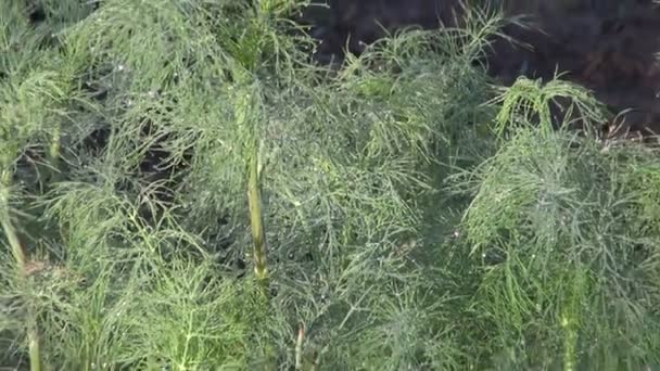 Dewy dill in boerderij tuin — Stockvideo