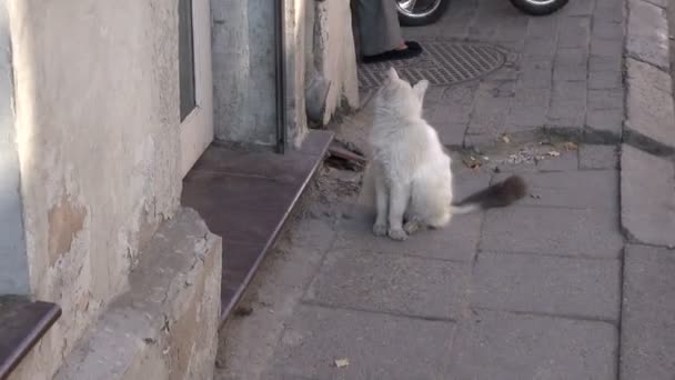 Blanco sucio doméstico gato en calle — Vídeo de stock