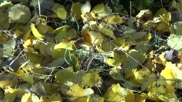 Pnie drzew osiki i złoty liść w jesień las — Wideo stockowe