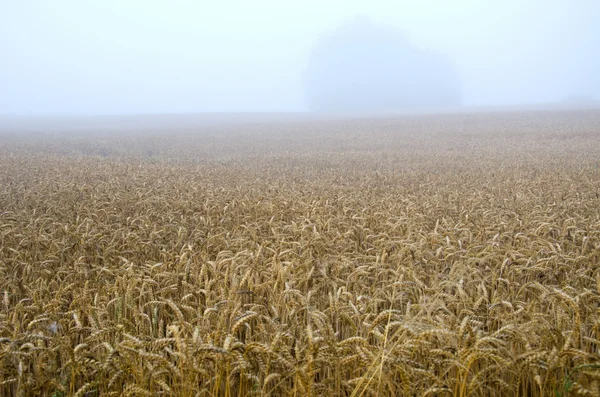 Sommaren slut vete fält och tidiga morgondimman dimma — Stockfoto