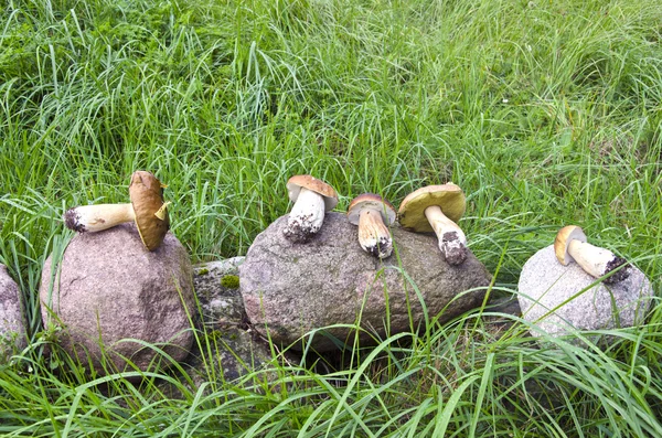 Champiñones cep boletus en piedra —  Fotos de Stock