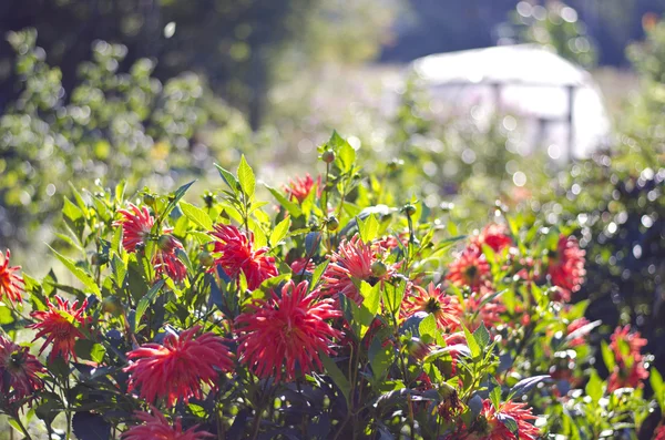Nyár végén dahlia virágok farm kert blur — Stock Fotó