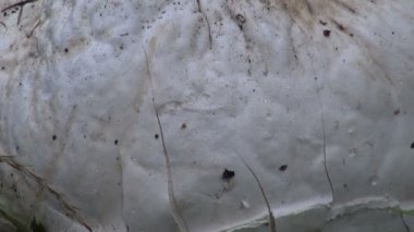 Mantar dev kurtmantarı langermannia kızgözü çim