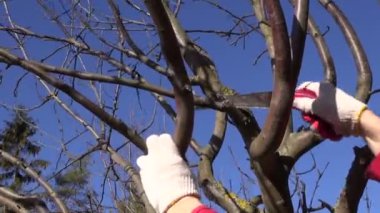 Erik elma ağacı dalı bahar el testeresi ile kesme çiftçi