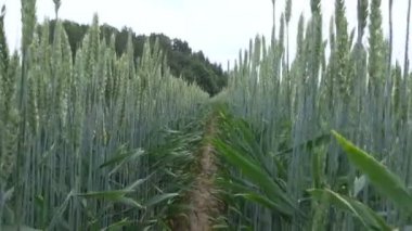 Yaz yeşil genç buğday alan ve Rüzgar yürüyüş