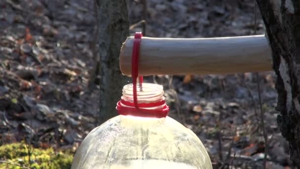 Healthy spring birch sap drink drops in plastic bottle — Stock Video