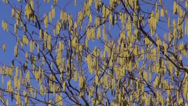 Hasselnöt träd bush hanblommor blommar på våren — Stockvideo