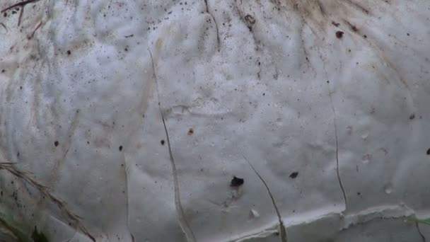 Champignon géant puffball langermannia gigantea dans l'herbe — Video