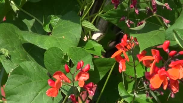 Beans blossoming in farm garden near wooden house wall — Stock Video