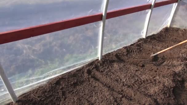 Грабли почвы в весенней оранжерее для посева — стоковое видео