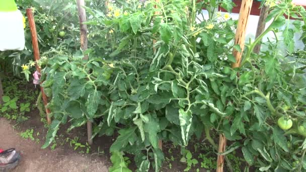 Gardener spray con productos químicos plantas de tomate en invernadero — Vídeos de Stock