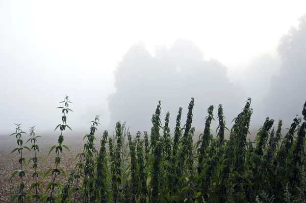 Neblina manhã cedo escuro no campo da fazenda — Fotografia de Stock