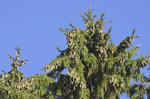 Wierzchołek drzewa jodły z szyszki na tle nieba — Zdjęcie stockowe