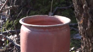 Bahar huş ağacı sap sağlıklı içecek eski kavanoz sürahi içinde damla