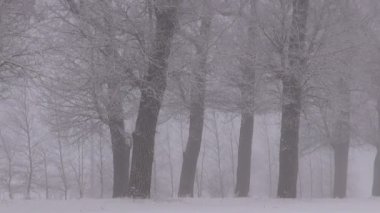 Çıplak yaşlı ağaçlar ve sihirli sis sokak ile kış karlı yol