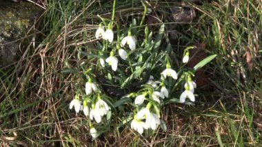 kardelen çiçek ve büyük kertenkele Triturus cristatus tepeli
