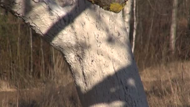 Viejos troncos de manzano blanqueado y invernadero de plástico en el jardín de primavera — Vídeos de Stock