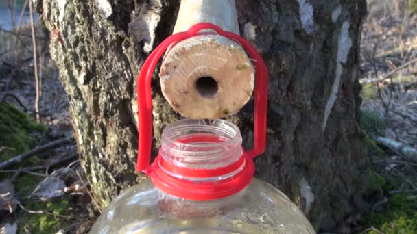 Sane fresche gocce di linfa di betulla primaverile in bottiglia — Video Stock