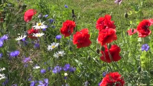 Schöne Mohn- und Kornblumenblüten im Sommergarten — Stockvideo