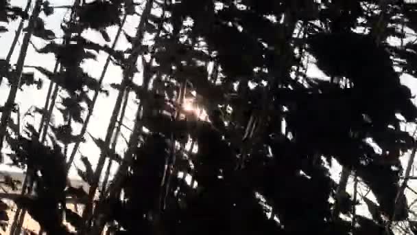 Otoño seco Jerusalén hojas de alcachofa y la luz del sol — Vídeos de Stock