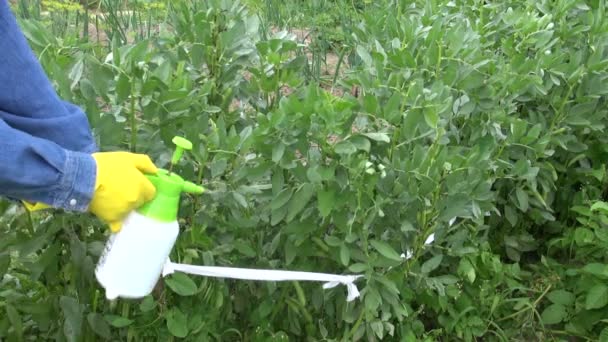 Zahradník, postřik bean rostlin s chemikáliemi v farma — Stock video