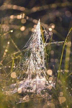 bulanıklık nemli yaz çayır çimen spiderweb arka plan ile