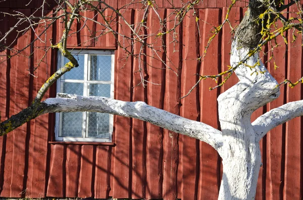 Wiosną whitened jabłko drzewo tułowia i gospodarstwo domu ściany — Zdjęcie stockowe