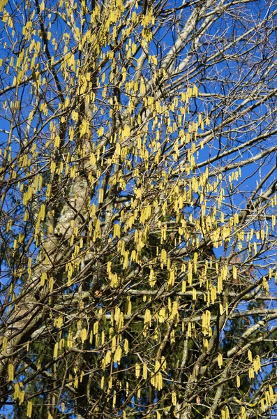 春にヘーゼル ナッツ ブッシュ尾状花序の花 — ストック写真