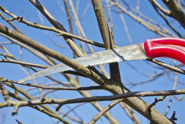 Corte poda ramo da árvore de maçã no jardim da primavera com serra manual — Fotografia de Stock