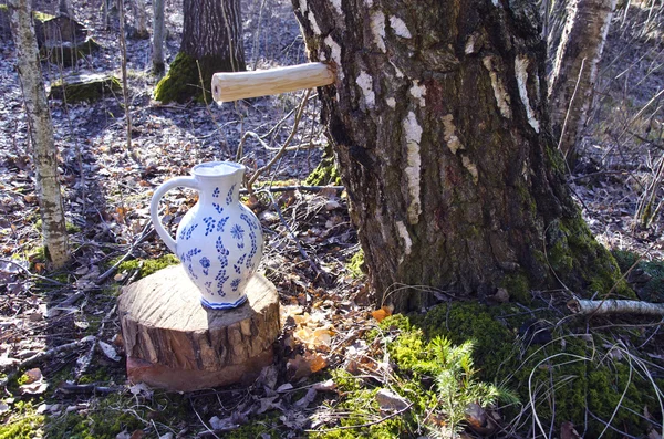 Jarro jarro e bétula árvore com espigão e gotas de seiva — Fotografia de Stock