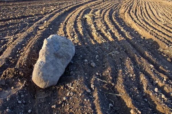 Grande pedra no solo cultivado campo de fazenda — Fotografia de Stock