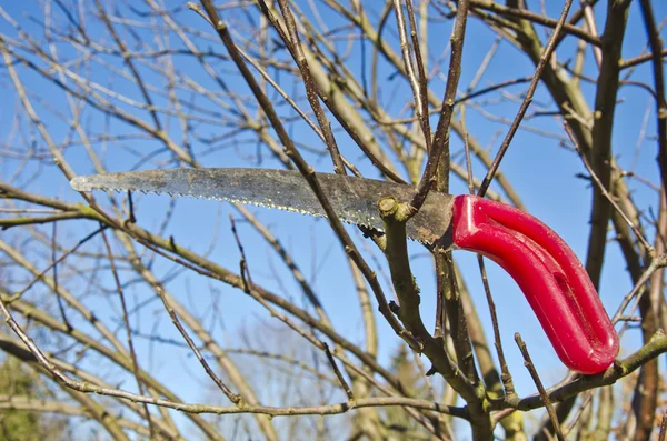 Gardener tool handsaw on apple tree branch — Stock Photo, Image