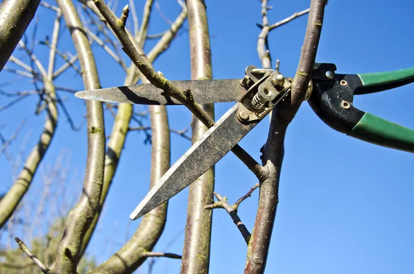 Cortar ameixa ramo de árvore de maçã na primavera com ferramenta de tesoura — Fotografia de Stock