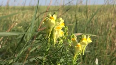 otlak içinde çiçek açan toadflax (linaria vulgaris)